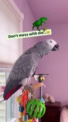crazy funny parrot what is he even saying?😂