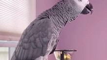crazy funny parrot what is he even saying?😂