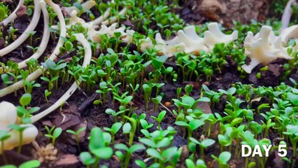 Simulating a Forest for 100 Days