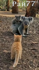 Коала и котёнок