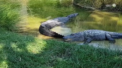 Hábitat del Cocodrilo esta "al minimo" en Puerto Vallarta: asegura experto Helios Hernández