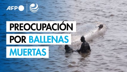 Hallan segunda ballena muerta en la costa de Buenos Aires