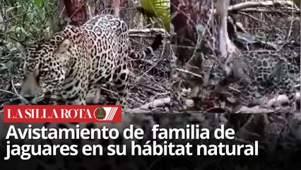 Familia de jaguares captada en libertad en Quintana Roo