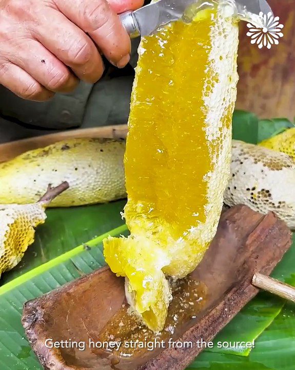 Getting honey straight from the source🍯