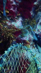 fish, meet kina. kina, meet fish #asmr #pestcontrol #kina