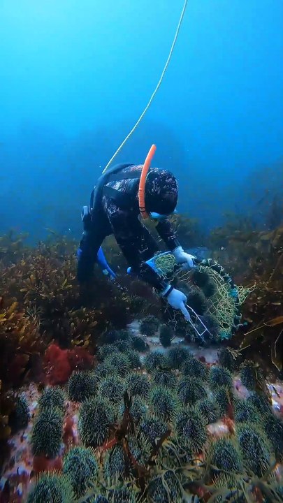 Deep kina harvest #asmr