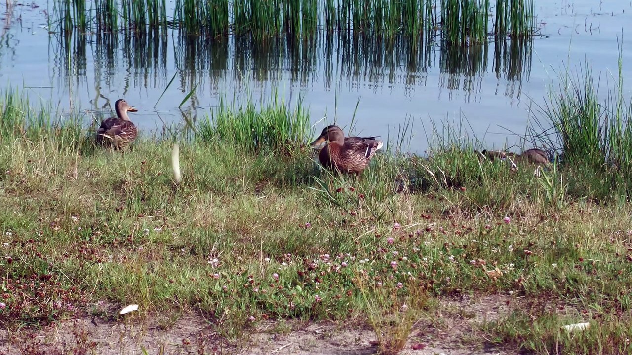 [RU] Russian Mukbang [Ducks love bread / Panasonic HC-X1600]