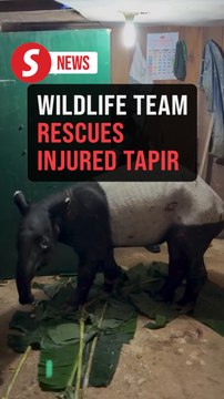 Injured tapir rescued from Selangor durian orchard