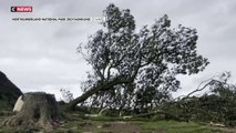 Sycamore Gap : un tribunal anglais amende les vandales de 4 ans de prison