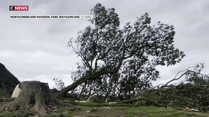 Sycamore Gap : un tribunal anglais amende les vandales de 4 ans de prison