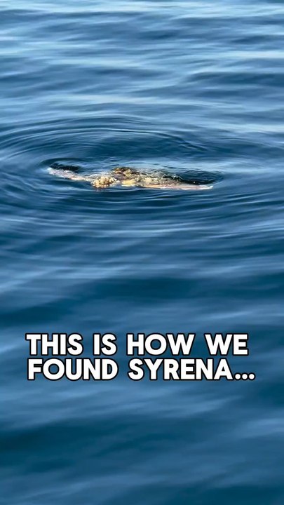 #SeaTurtleRescue #MarineBiology #OceanConservation #WildlifeRehab #ConservationInAction Every turtle deserves this chance. Every rescue matters.