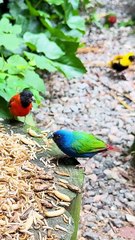 mix bird aviary