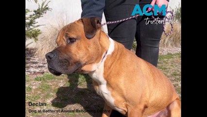 Adopt a pet from Bathurst Animal Rehoming Centre