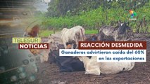 Sector ganadero mexicano anuncia estratégias para enfrentar la presencia del Gusano Barrenador