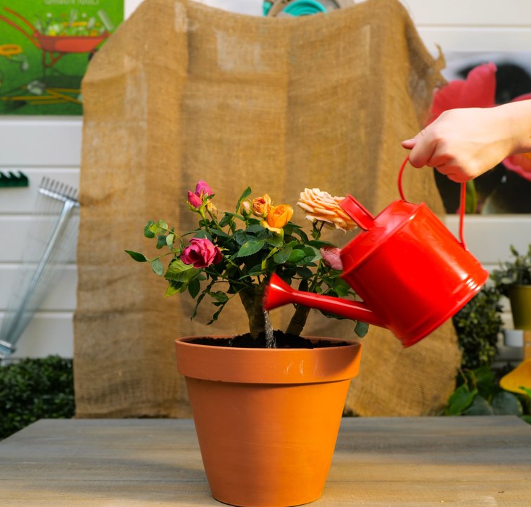 Conseils de jardinage pour des plantes florissantes et des jardiniers Happy !