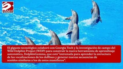 Google crea un modelo de IA para ayudar a descifrar el habla de los delfines