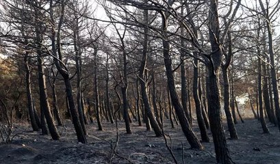 Şarköy'deki orman yangını kısmen kontrol altında