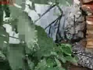 Blu _-_ [Muto] Peinture sur Mur