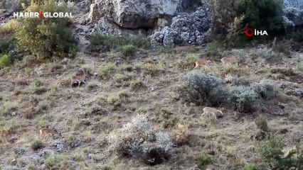 Kahramanmaraş'ta kent merkezinde Alageyik sürüsü ilk kez yakından görüntülendi
