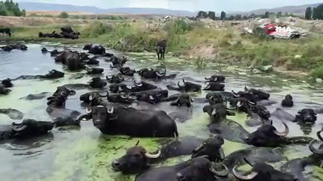 Burası Afrika değil Erzurum Ovası