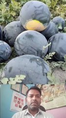 क्या शुगर में तरबूज को खा सकते है ।