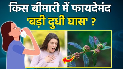 Badi Dudhi Ghas Ke Fayde: बड़ी दुधी घास किस बीमारी में फायदा होता है,इस्तेमाल करने का तरीका|Boldsky