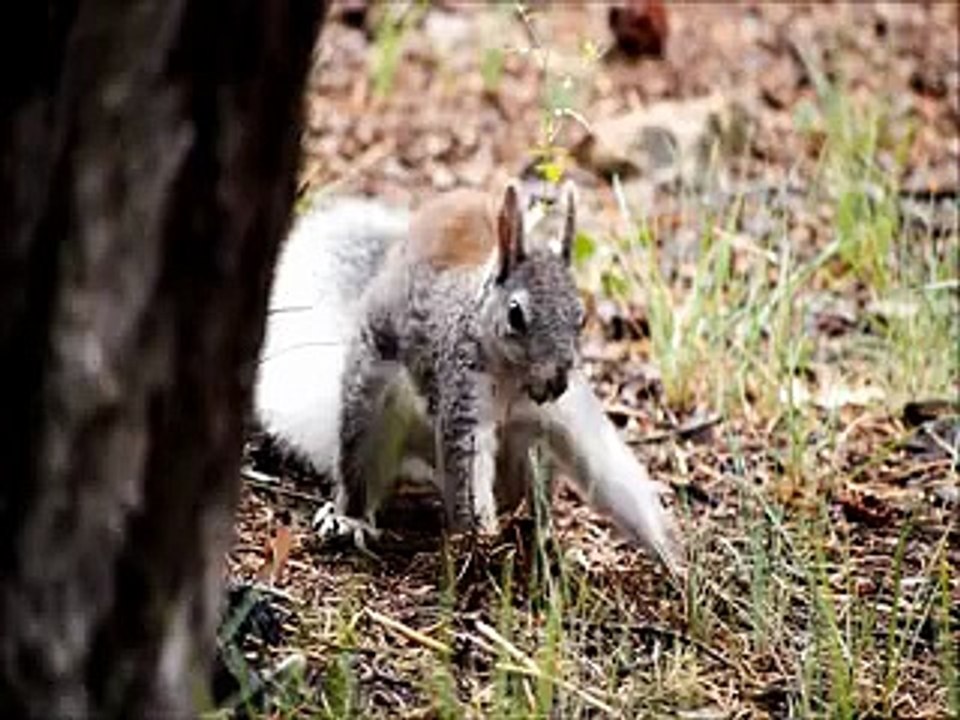 My Awesome Video