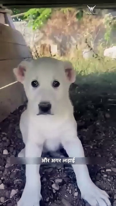 1000093227