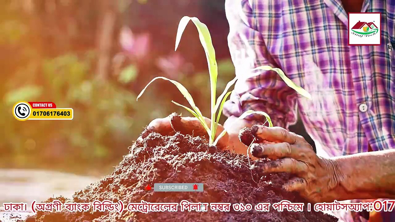 গাছের পাতা হলুদ হয়ে গেলে কী করবেন? সহজ সমাধান জানুন!