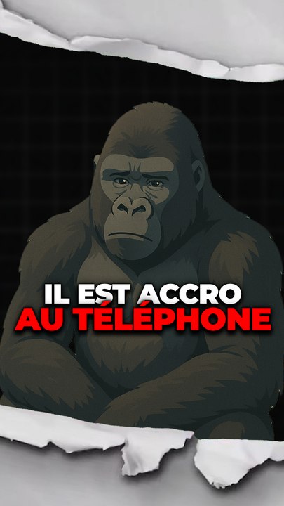 Un gorille accro au téléphone