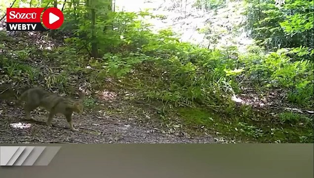 Bursa'da yaban kedisi fotokapanla görüntülendi