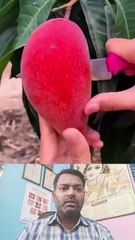 क्या शुगर में आम खा सकते हैं ।