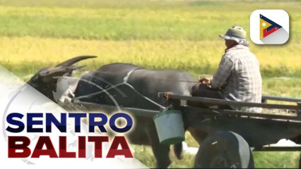 Kapakanan at karapatan ng mga magsasaka, tinututukan ng administrasyon ni PBBM sa harap ng pagkamit ng bansa ng food security