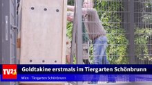 Goldtakine erstmals im Tiergarten Schönbrunn