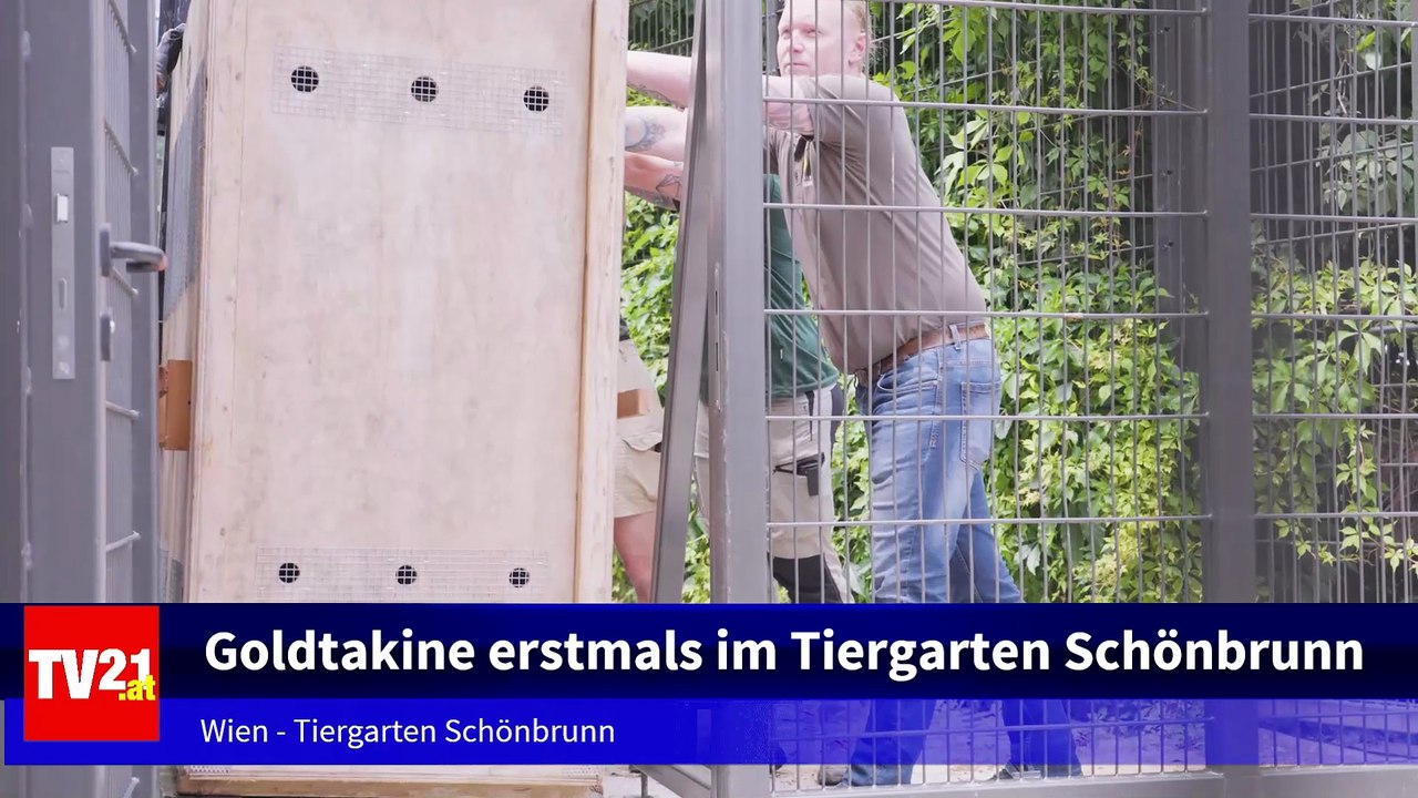 Goldtakine erstmals im Tiergarten Schönbrunn