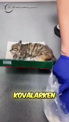 YAVRU Kedinin KURTULUŞ Mücadelesi 🐾🤍 (@roserr3d   TT)