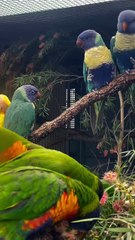 Some of our beautiful 2024 babies_ many of which will join our breeding program 🌈💙