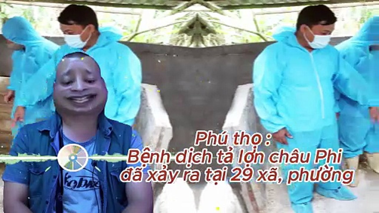 Phú Tho :Bệnh dịch tả lợn châu Phi đã xảy ra tại 29 xã, phường