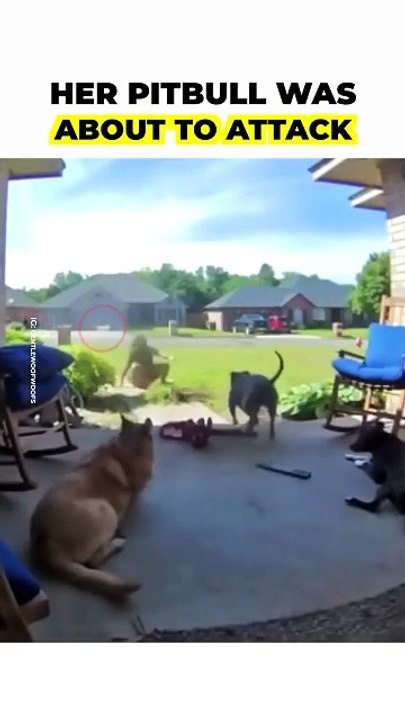 When the human is the true alpha even the fiercest dog obeys.