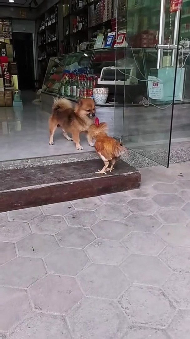 ⁣cock versus dog #dog #cock