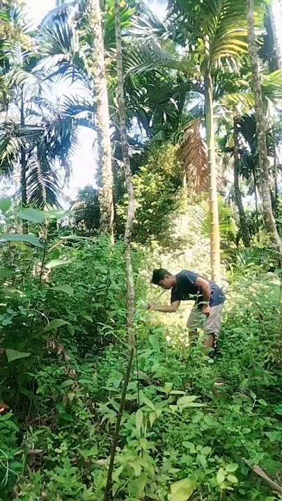 manabang kayu