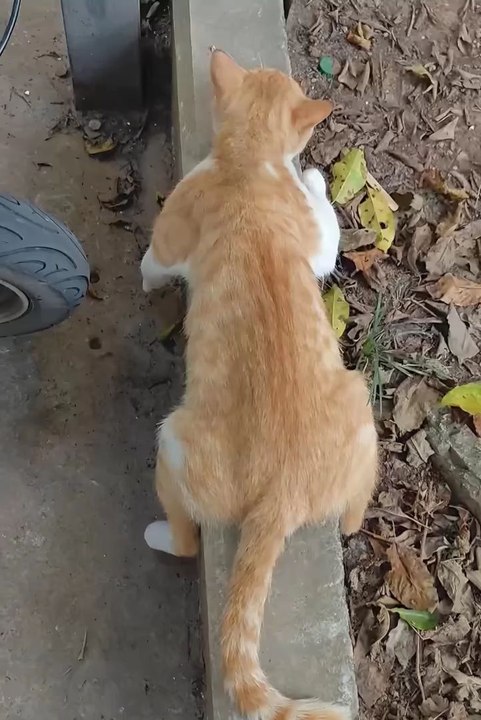 cute animals 😼❤️😂cute cat #cat #viral #animals