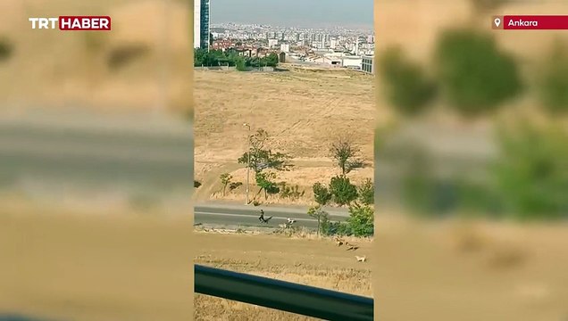 Genç adam başıboş köpeklerin saldırısından kıl payı kurtuldu