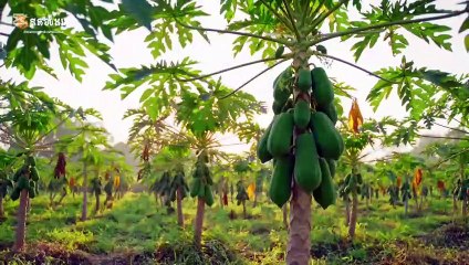 Fruits Garden Apple Grapes Orange Lychee East Bori & More – A Beautiful Orchard Journey