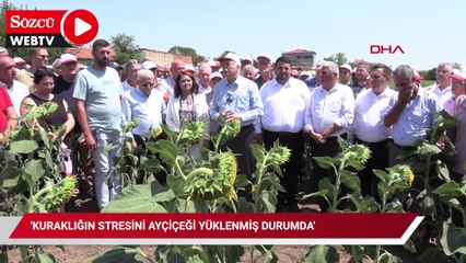 'Kuraklığın stresini ayçiçeği yüklenmiş durumda'