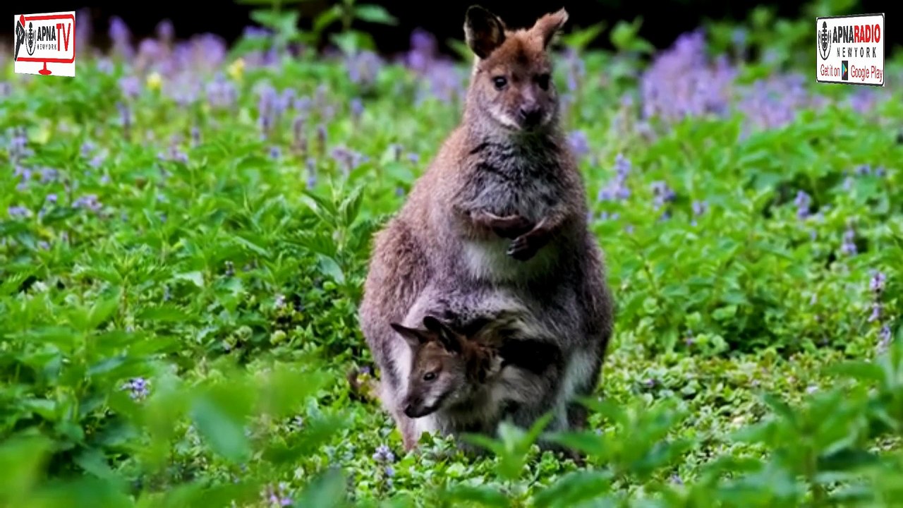 WILD Safari Adventures Await in the Forest! Apna Tv New York 17-07-2025