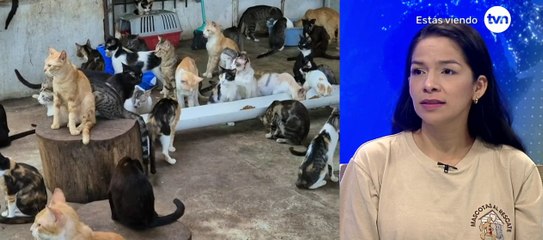 La actualidad de los albergues de animales