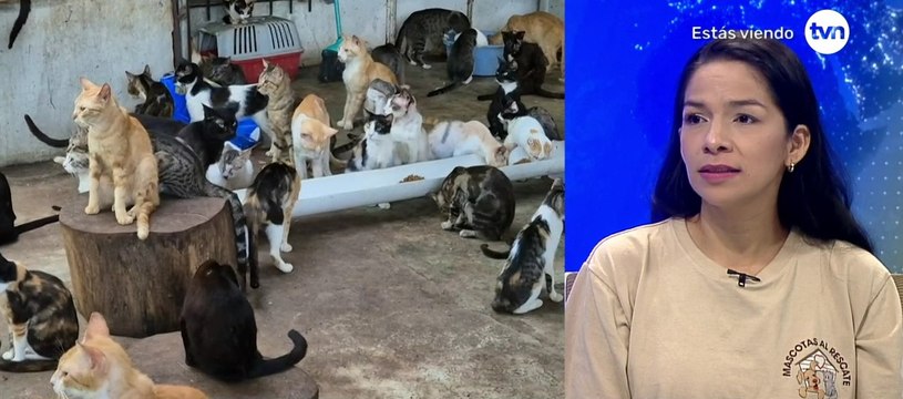 La actualidad de los albergues de animales