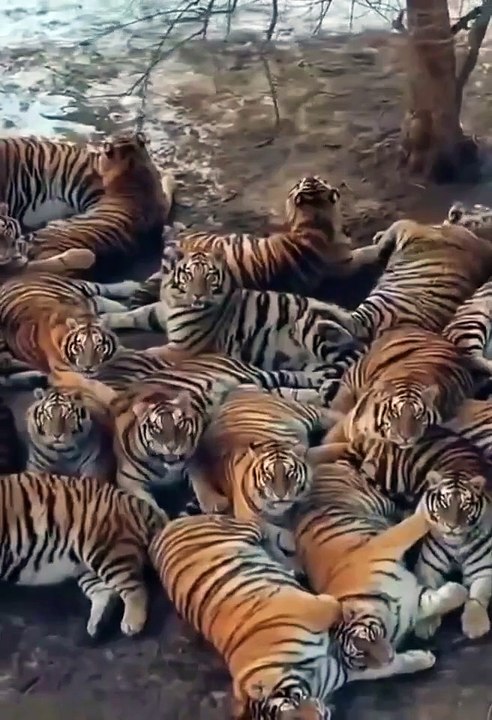 Siberian tigers at the Harbin Siberian Tiger Park in China #wildlife #tiger