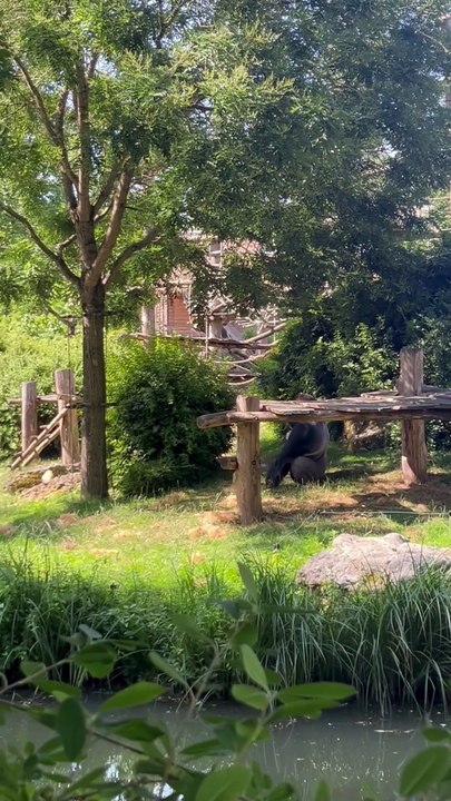 LES PETITES LOUTRES du Zoo de Beauval